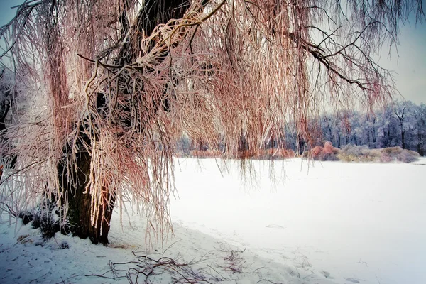 Il parco invernale — Foto Stock