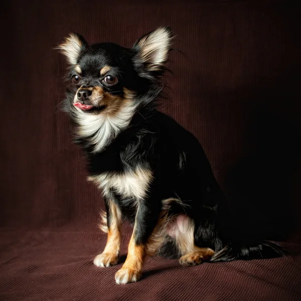 stock image Long-hair Chihuahua dog close up on dark brown background