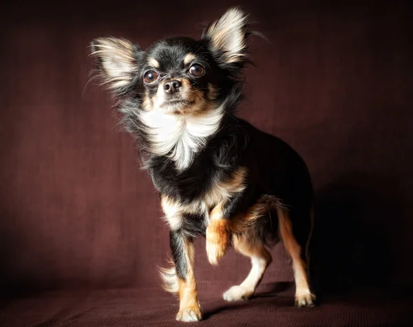 Cane Chihuahua dai capelli lunghi — Foto Stock