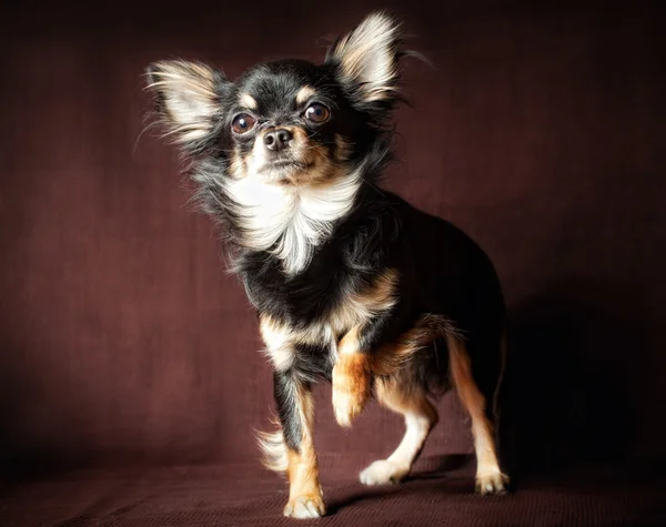 stock image Long-hair Chihuahua dog