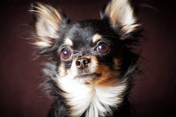 Stock image Long-hair Chihuahua dog close up on dark brown background