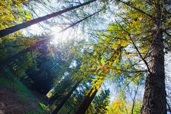 Herbstwald Mit Lärchenallee — Stockfoto