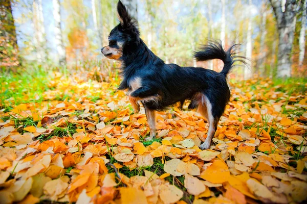 Cão Chihuahua de cabelos longos em um parque — Fotografia de Stock