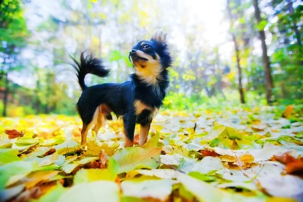 Σκυλί Chihuahua Μακρυμάλλης Στο Πάρκο Φθινόπωρο — Φωτογραφία Αρχείου