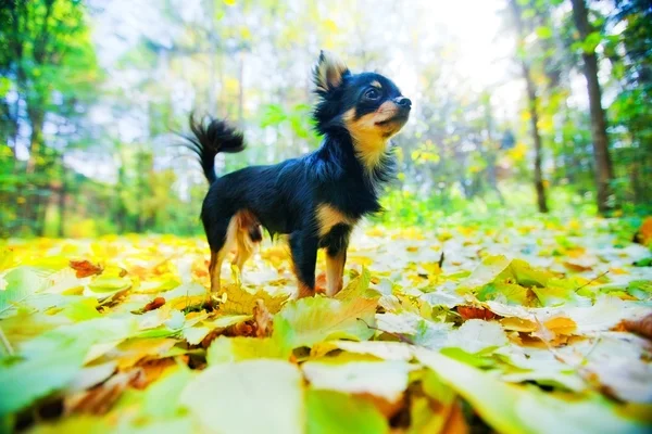 Long-haired Chihuahua dog in a park — Stock Photo, Image