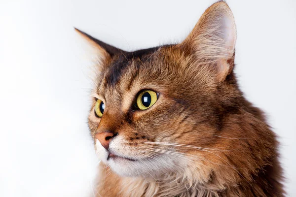 Rudy somali kočka portrét — Stock fotografie