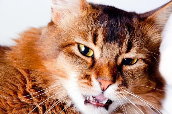 Rudy Szomáli macska portré — Stock Fotó