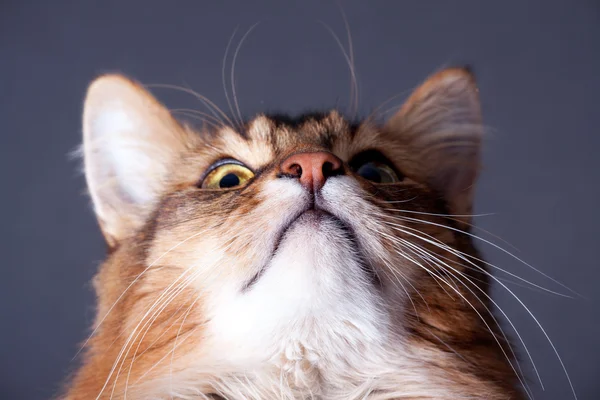 루 디 소말리어 고양이 초상화 — 스톡 사진