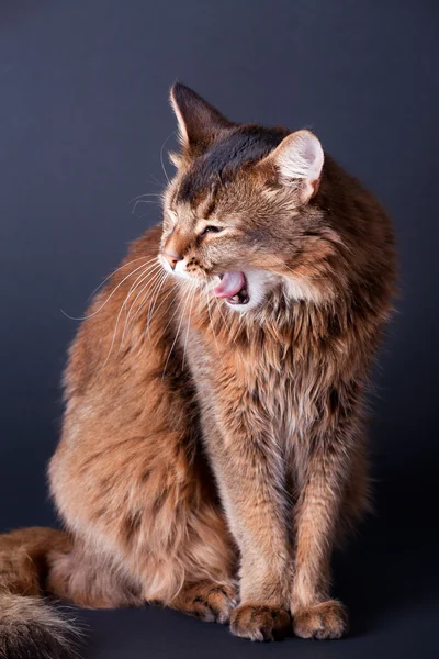 灰色の背景上あくびルディ ソマリ族猫の肖像画 — ストック写真