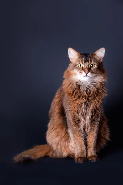 Rudy Somali Cat Portrait Auf Grauem Hintergrund — Stockfoto