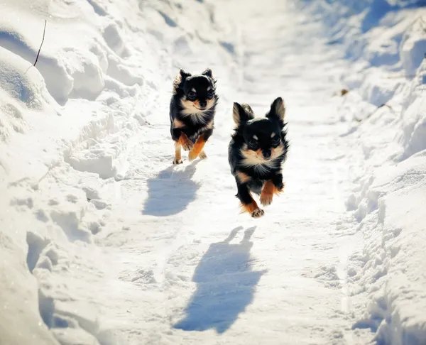 stock image Long-haired Chihuahua dog running on snowy road