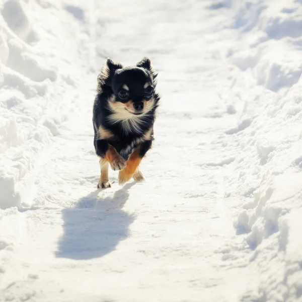 Длинношерстная собака чихуахуа бежит по снежной дороге — стоковое фото