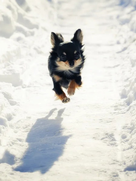 Langharige Chihuahua Hond Uitgevoerd Besneeuwde Weg — Stockfoto