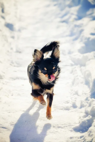 Karlı yolda çalışan uzun saçlı chihuahua köpek — Stok fotoğraf