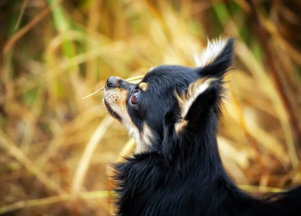 Longo-cabelo Chihuahua cão ao ar livre retrato — Fotografia de Stock