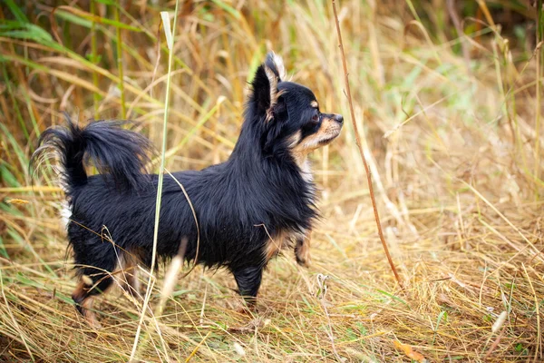 Långhårig Chihuahua Hund Utomhus Porträtt — Stockfoto