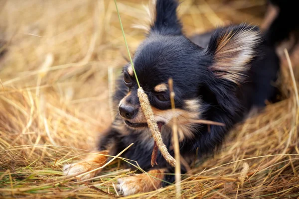Långhårig Chihuahua Hund Utomhus Porträtt — Stockfoto