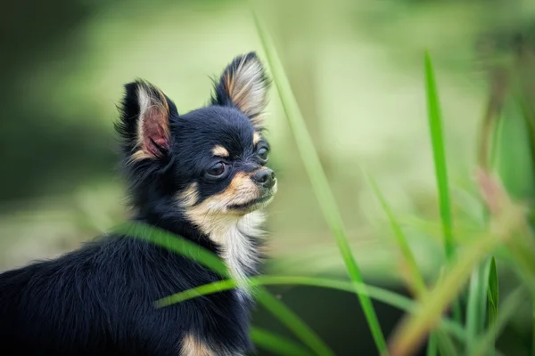 Long Hair Chihuahua Dog Standing Wooden Bridge Pond — Stock Photo, Image