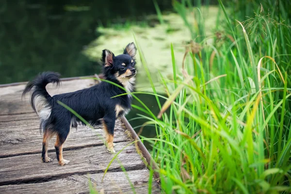 Hosszú Hajú Chihuahua Kutya Állva Fahíd Közelében — Stock Fotó