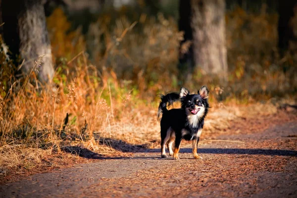 Lange Haren Chihuahua Hond Buiten Portret — Stockfoto
