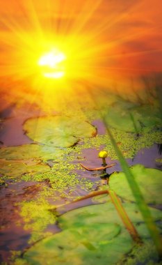 Yellow pond-lily (Nuphar lutea) on sunset clipart
