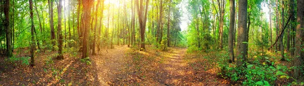 Panorama lasu — Zdjęcie stockowe