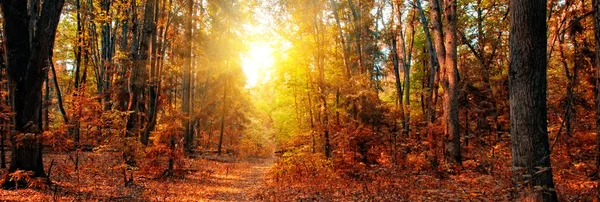 Jesień las panorama — Zdjęcie stockowe