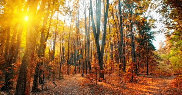 Outono panorama florestal — Fotografia de Stock