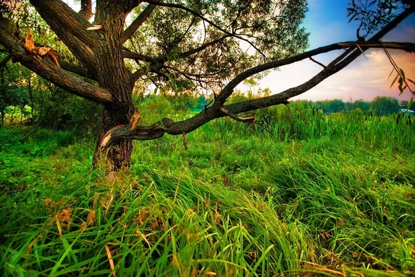 Пейзаж с одиноким сухим деревом — стоковое фото