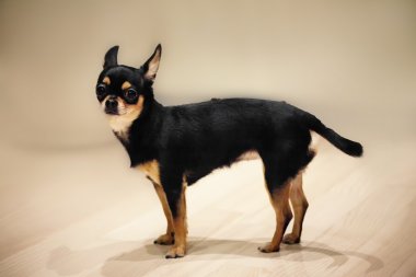 bir chihuahua köpek portresi