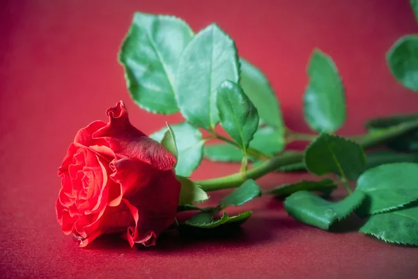 Красная роза лежала на красной — стоковое фото