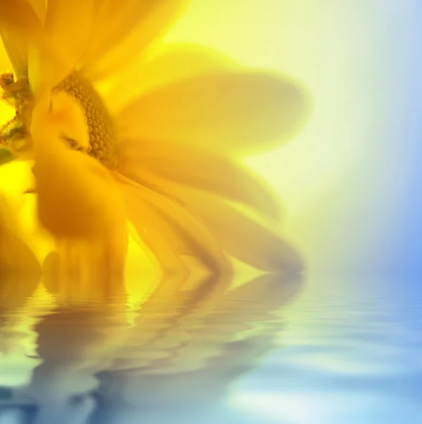 Margarita amarilla primer plano sobre el agua en la luz soleada — Foto de Stock