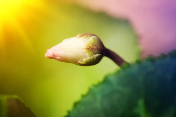 Bud of Cyclamen in sunny light — Stock Photo, Image