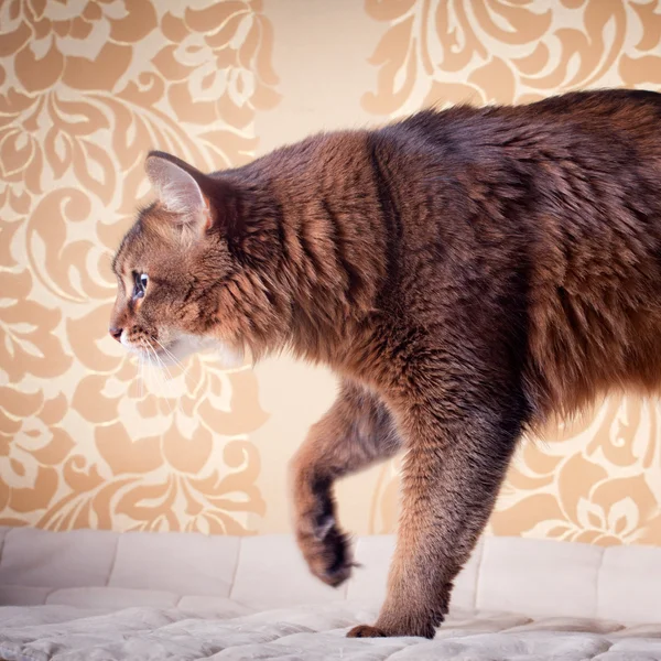 Rudy somali kedi portre — Stok fotoğraf