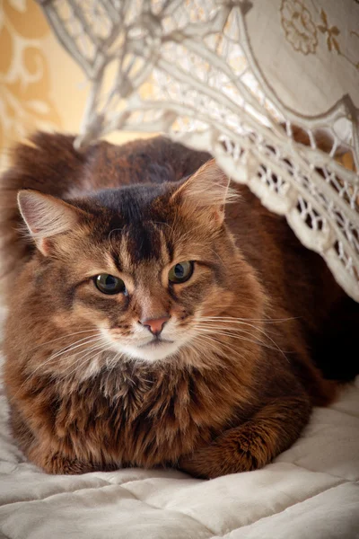 Rudy somali gato retrato — Fotografia de Stock