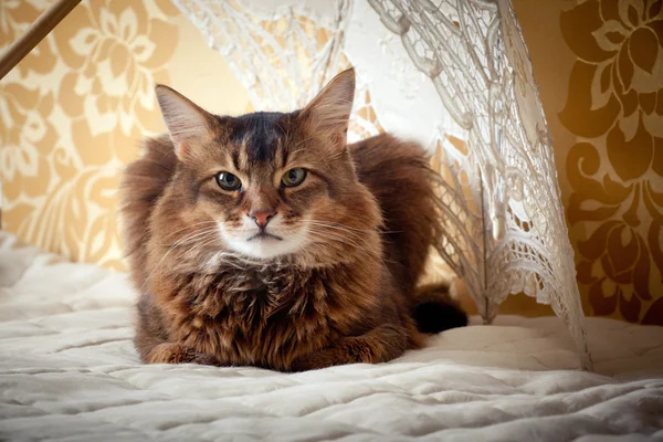 Rudy somali kočka portrét — Stock fotografie