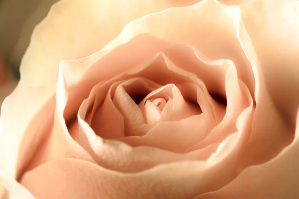Rosa rosa de perto — Fotografia de Stock