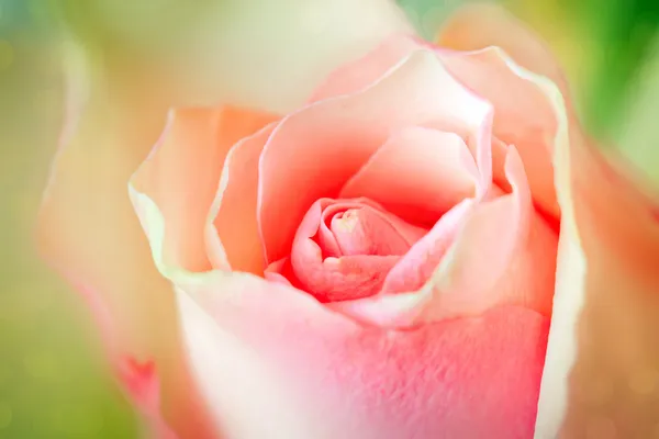 Roze roos close up — Stockfoto