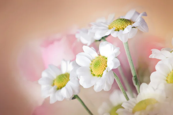Blühen weiße Chrysanthen im Strauß — Stockfoto