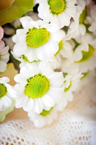 Flor de crisantemos blancos en ramo — Foto de Stock