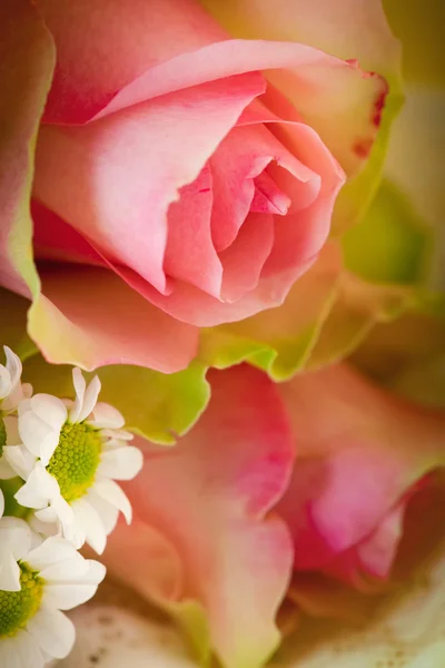 Květy růžové růže — Stock fotografie