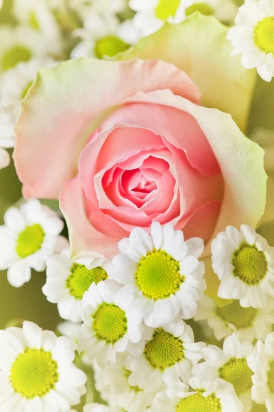 桃花粉红玫瑰 — 图库照片