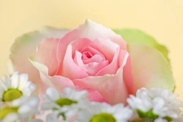Blossom pink rose — Stock Photo, Image