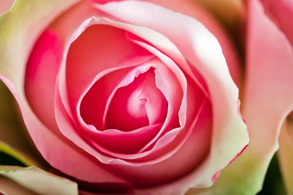 粉红的玫瑰靠近了 — 图库照片