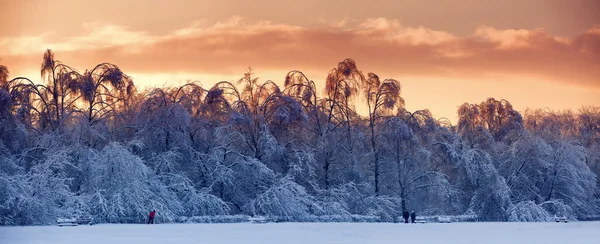 Winter forest panorama på solig kväll — Stockfoto