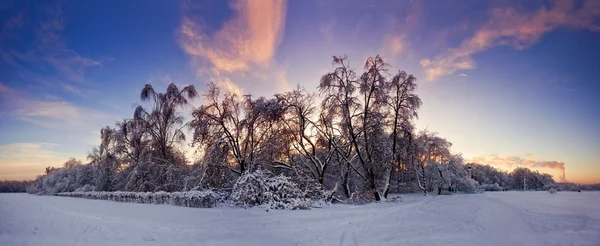 冬季森林全景在阳光明媚的夜晚 — 图库照片