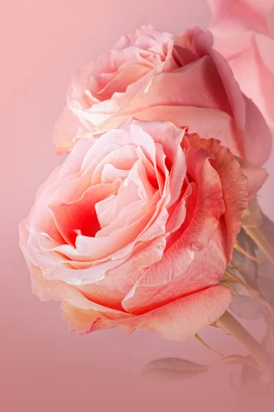Růžové růže zblízka — Stock fotografie