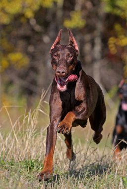 Running dog clipart