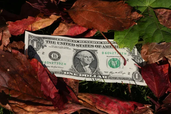 Долларовые купюры на фоне листьев — стоковое фото