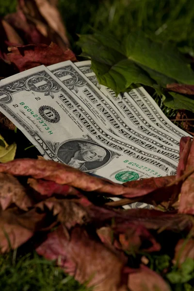 Four dollar bills on a leaf background — Stock Photo, Image